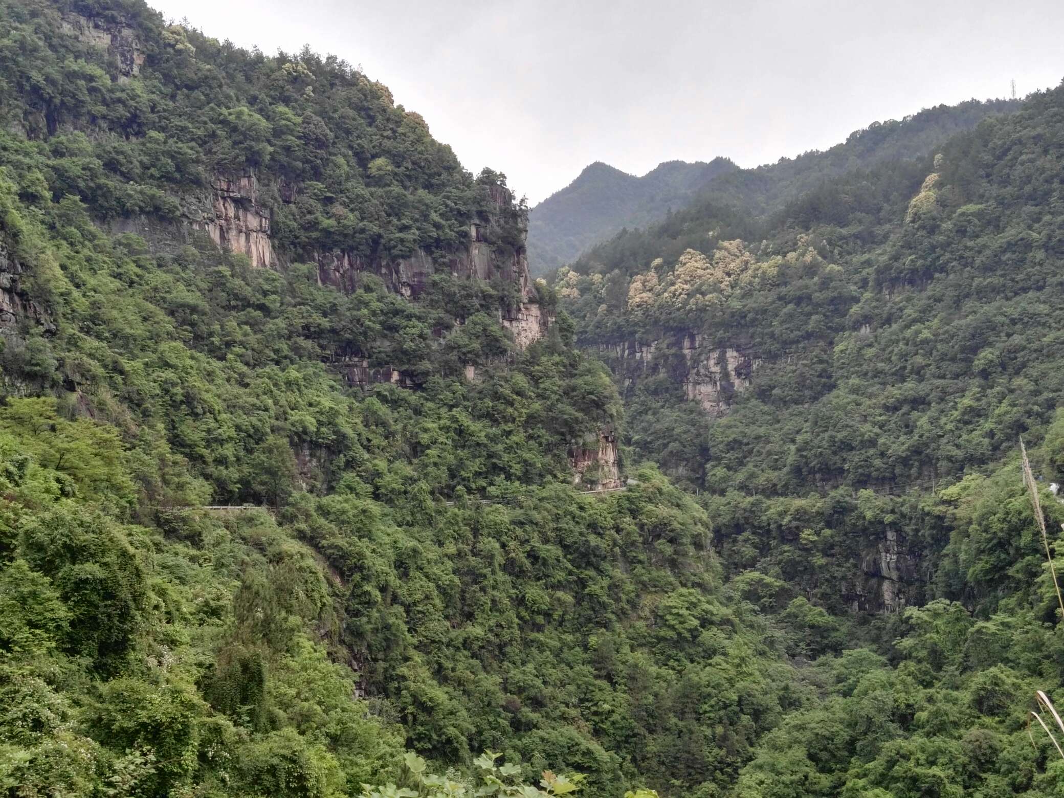 竹園鎮抓扶貧重產業,想吃藍莓,觀光來竹園-奉節聚焦-奉節論壇_奉節